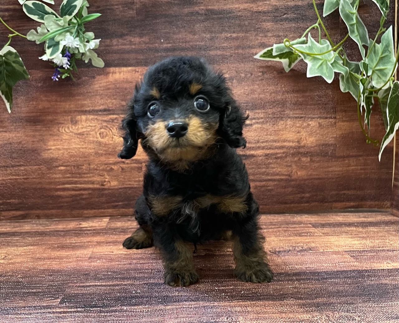 オリジナルのチーグル犬(2) | mekatronikelektrik.com